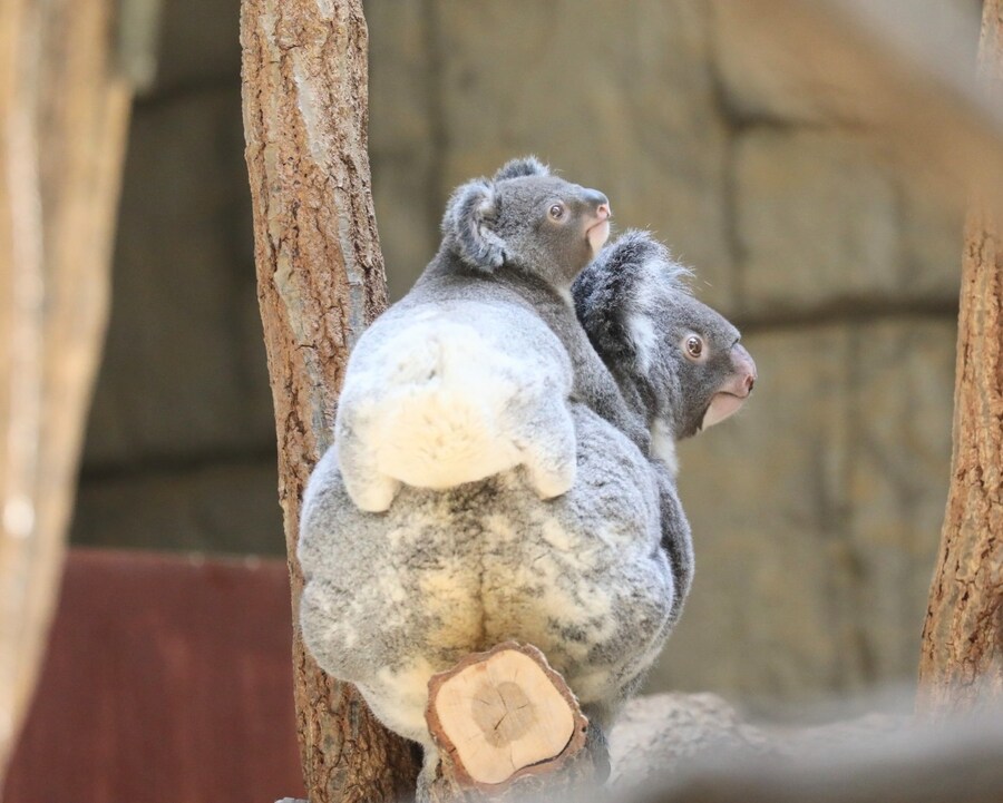 Attachment