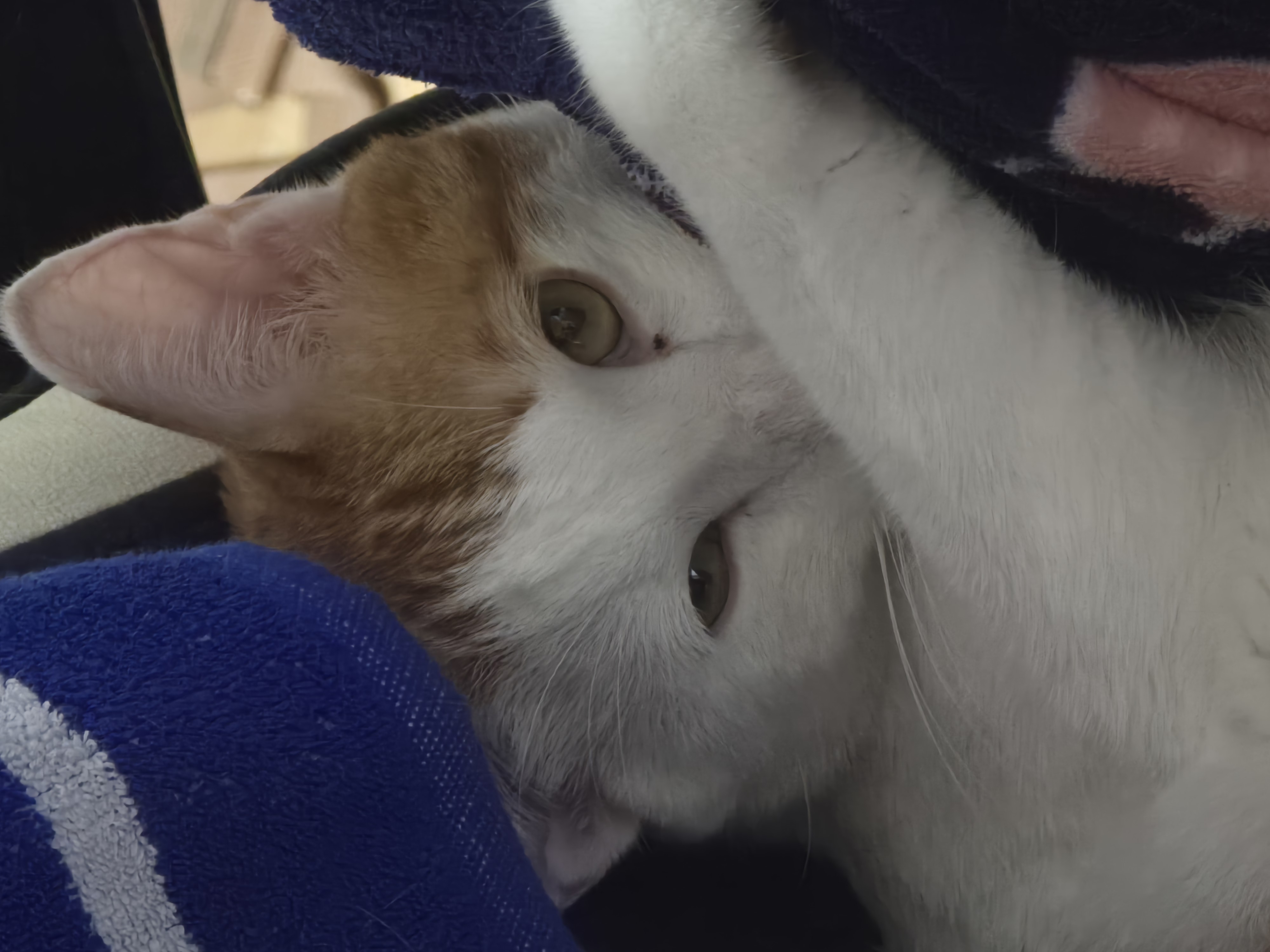Attachment