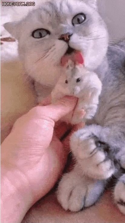 Attachment