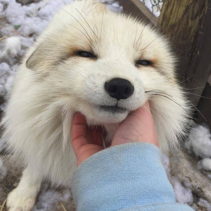 Attachment