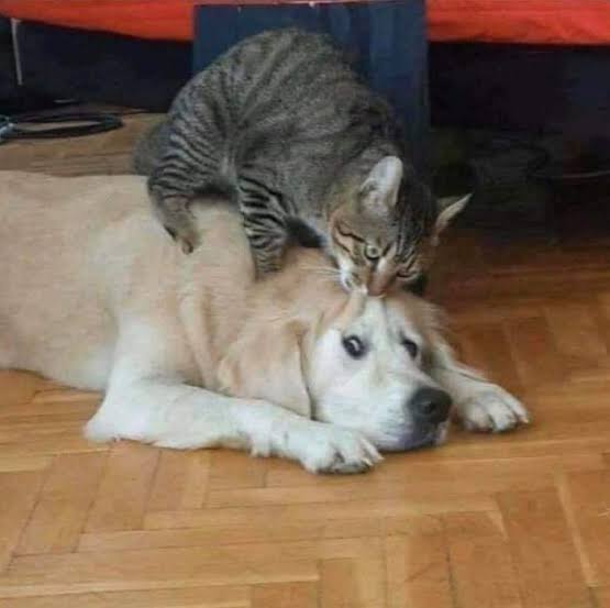 Attachment