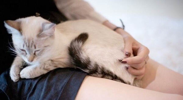 Attachment