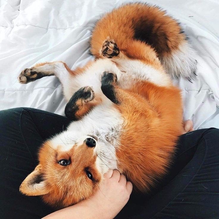 Attachment